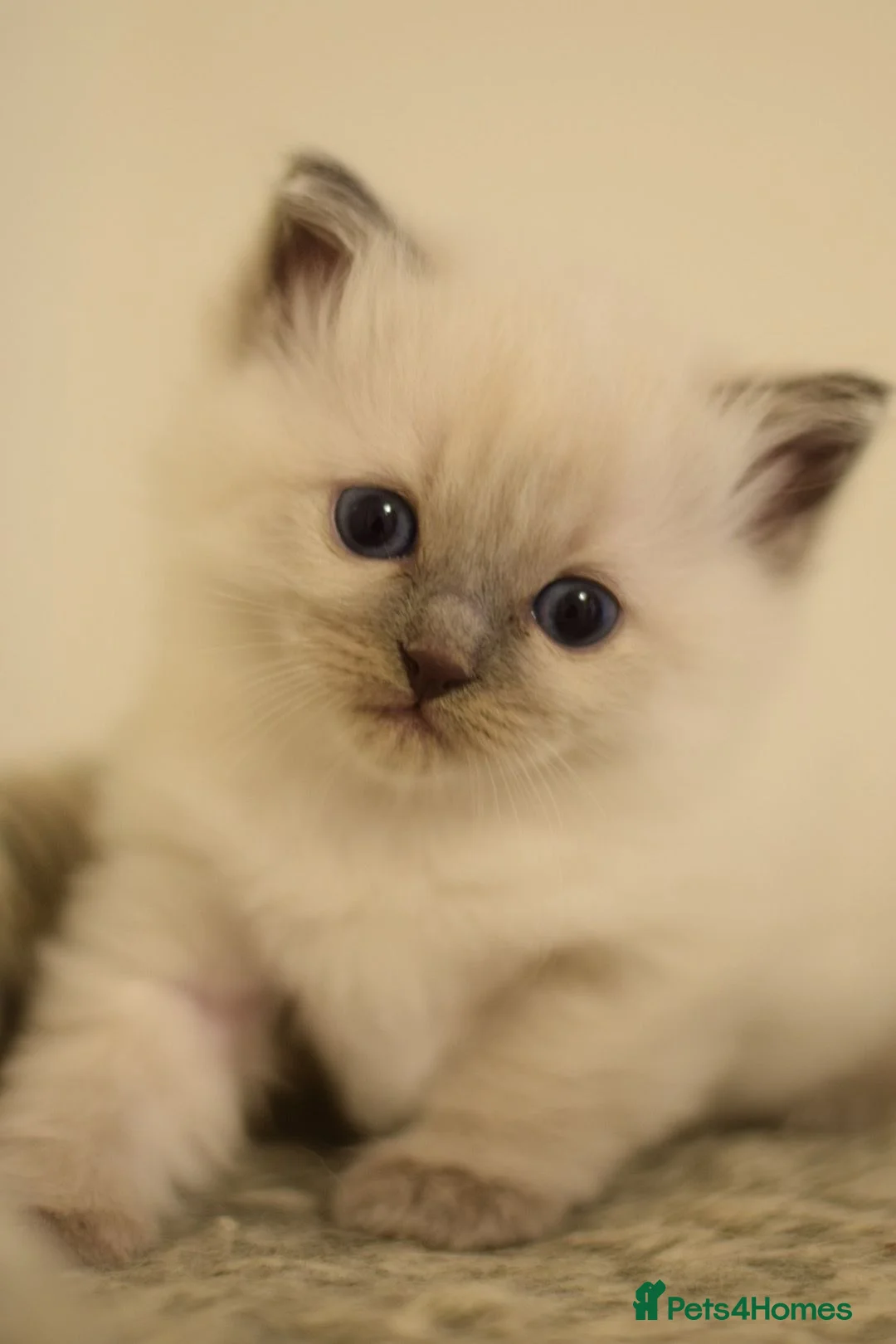 Ragdoll cats for stud: 100% proven boy for stud in Wakefield - Advert 7