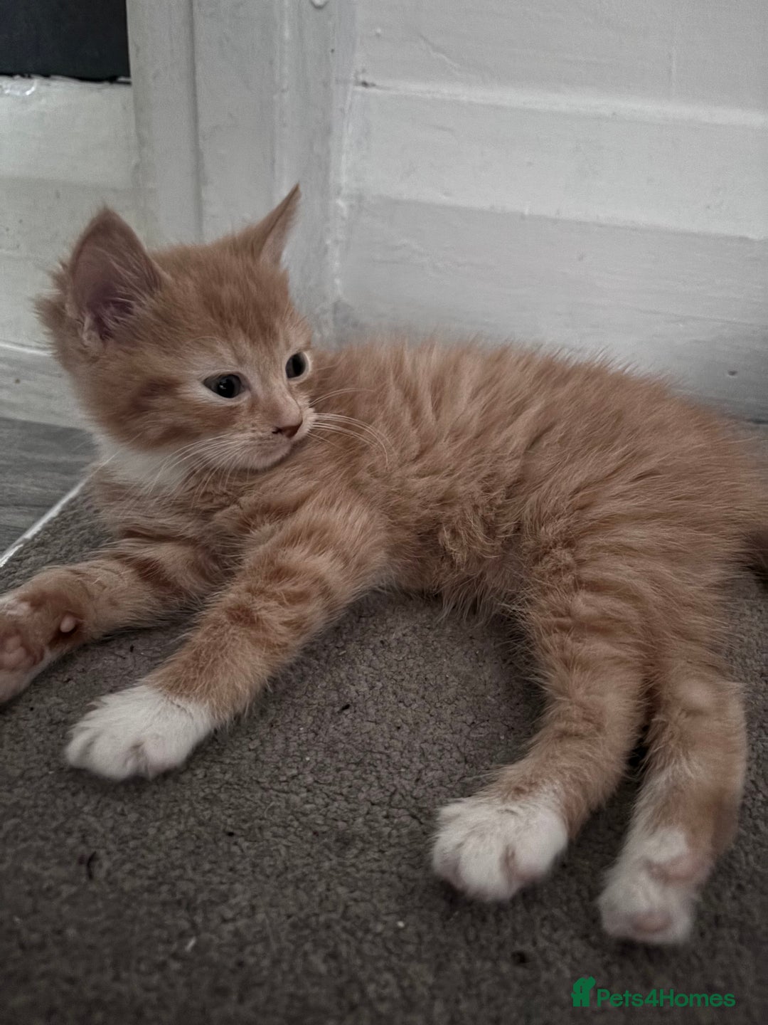 Mixed Breed cats for sale: Stunning Ginger Kittens Cuddly Boy & Playful Girl - Advert 5