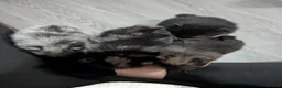 Pomeranian dogs for sale: Pedigree Pomeranian puppy's  - Advert 5
