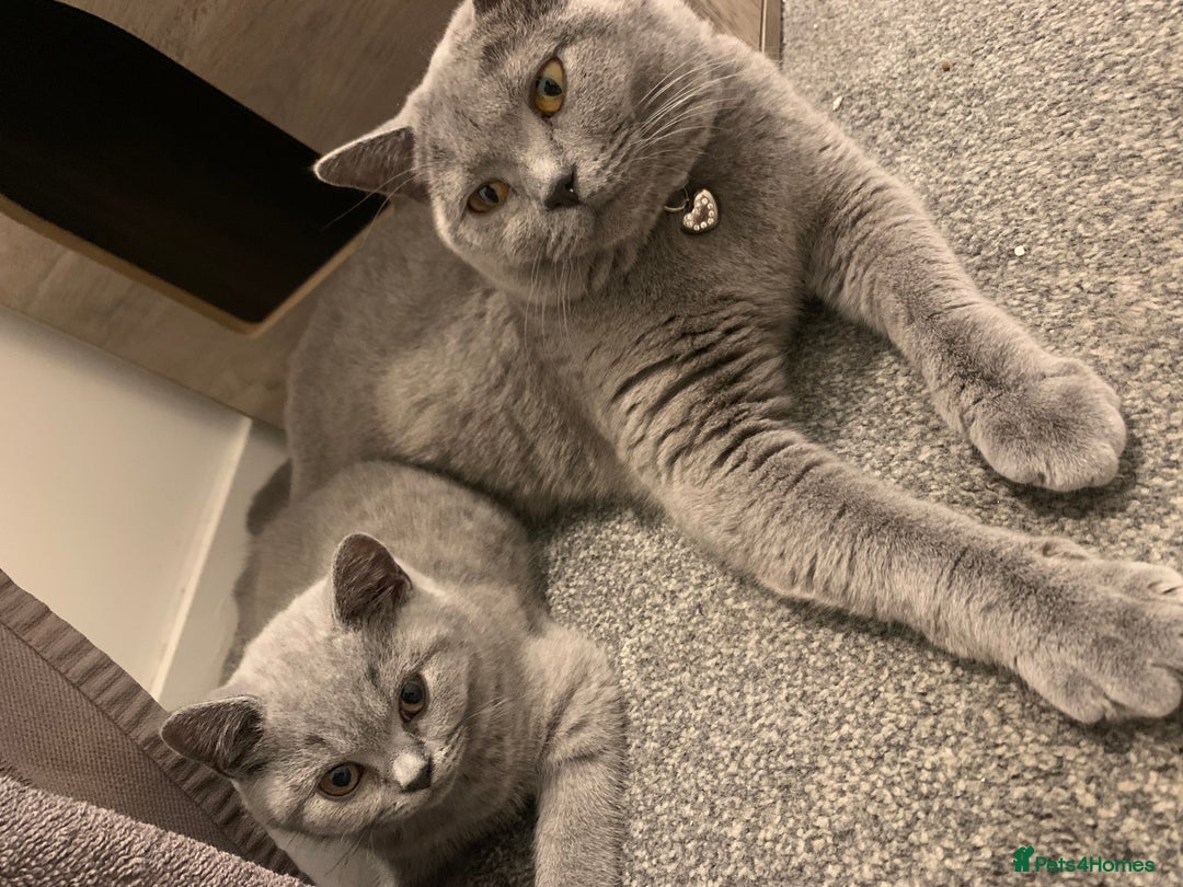 British Shorthair cats for sale: Gccf reg blue bsh kittens  - Image 5