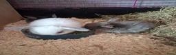 Mini Lop rabbits for sale: Baby mini lops 3 weeks old - Advert 4