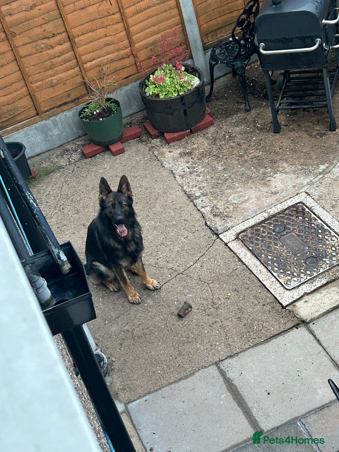 German Shepherd dogs for stud: Gorgeous German Shepherd For Stud in Kidderminster - Image 9