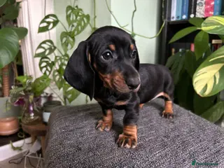 Dachshund dogs Ready now, Pedigree❤️🧡💚🩵 - Advert 8