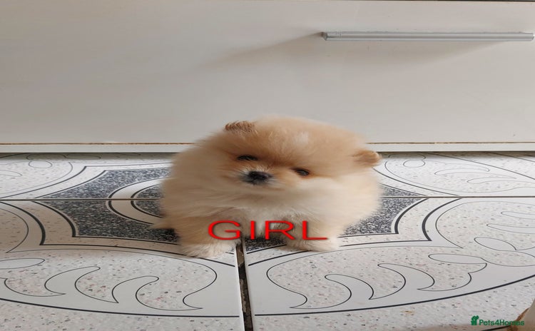 Pomeranian dogs - Advert 1
