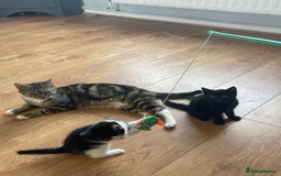 British Shorthair cats for sale: Kittens - Image 2