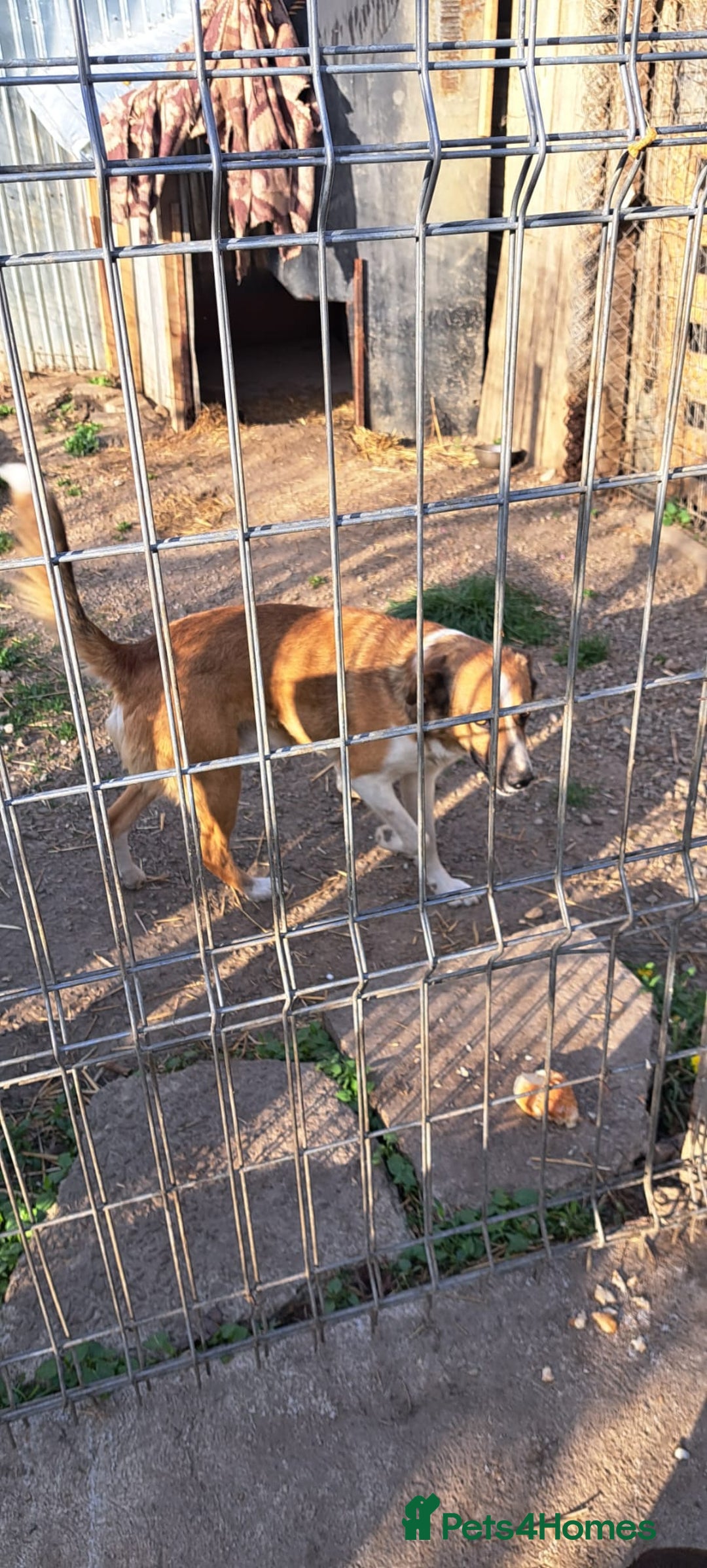 Mixed Breed dogs for adoption: BENNY - a faithful dog for a Loving Home - Image 17