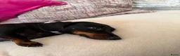 Dachshund dogs for sale: Beautiful Lady Daschund  - Advert 2