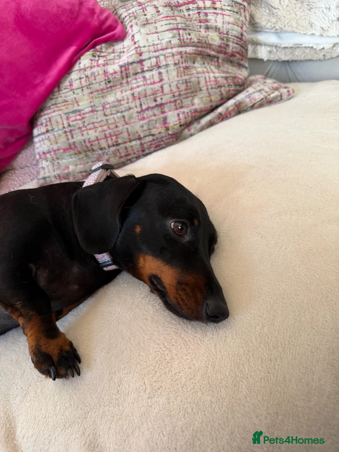 Dachshund dogs for sale: Beautiful Lady Daschund  - Advert 2