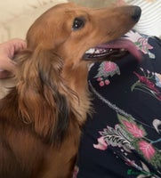 Dachshund dogs Dachshund carrying pink and fluff - Advert 3