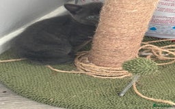 Mixed Breed cats for sale: British short hair kittens  - Image 6
