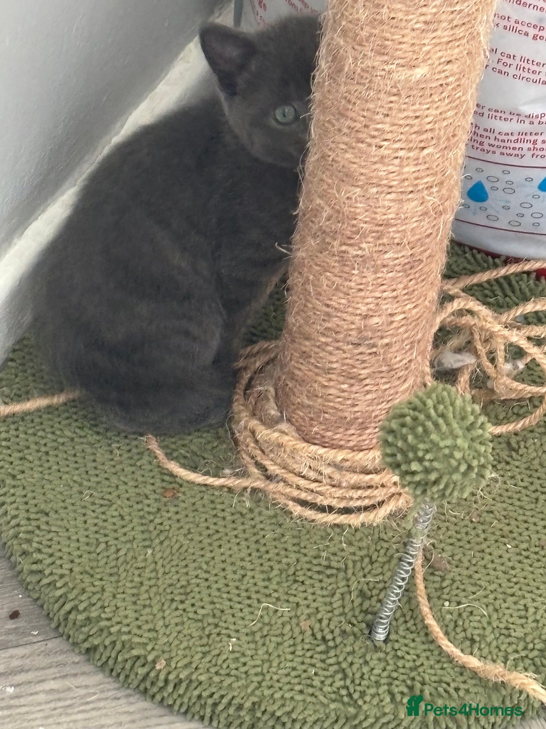 Mixed Breed cats for sale: British short hair kittens  - Image 6