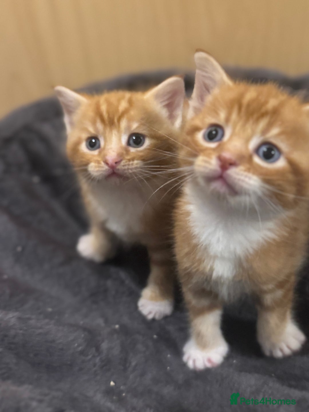 Mixed Breed cats for sale: Main coon mix kittens - Image 8