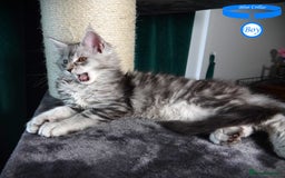 Maine Coon cats for sale: STUNNING XL PEDIGREE MAINE COON KITTENS  - Image 6