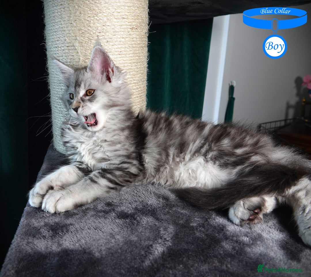 Maine Coon cats for sale: STUNNING XL PEDIGREE MAINE COON KITTENS  - Image 6