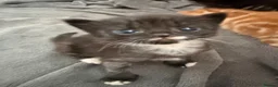 Mixed Breed cats for sale: Kittens  in Knaresborough - Advert 33