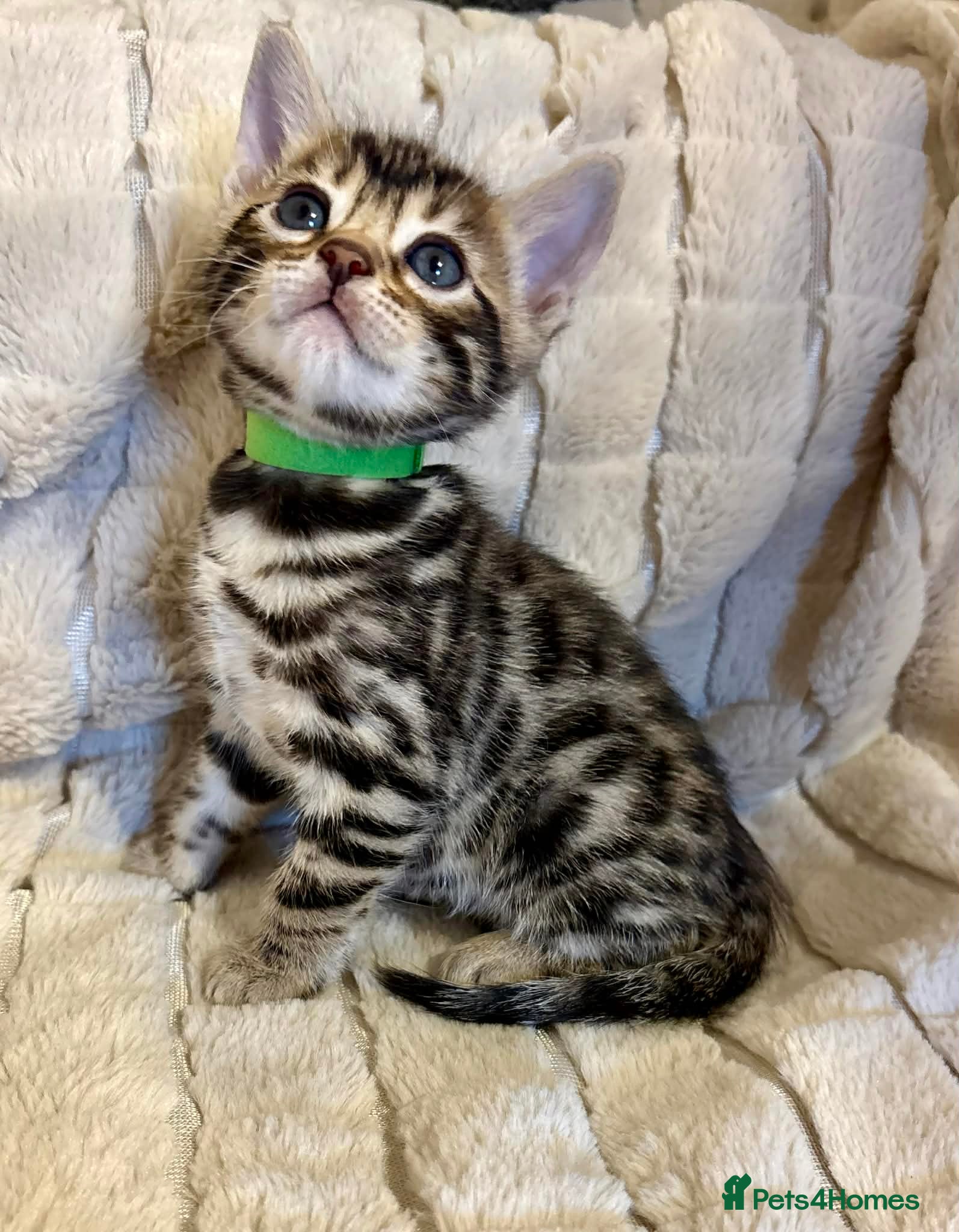 Bengal cats Amazing Bengal kittens  - Advert 1