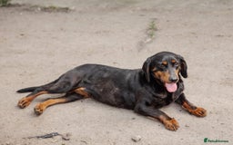 Mixed Breed dogs for adoption: 💖🐶 LEANA 🐶💖 - Image 12