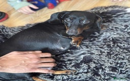 Miniature Dachshund dogs for sale: Miniature dachshund  - Image 5