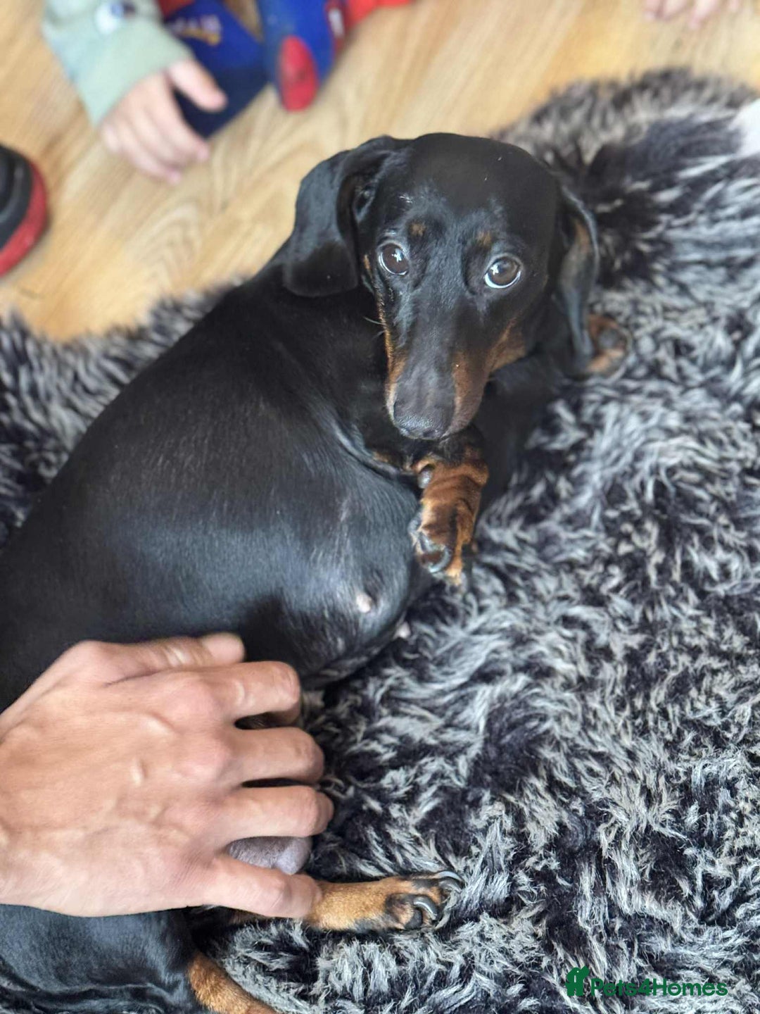 Miniature Dachshund dogs for sale: Miniature dachshund  - Image 5