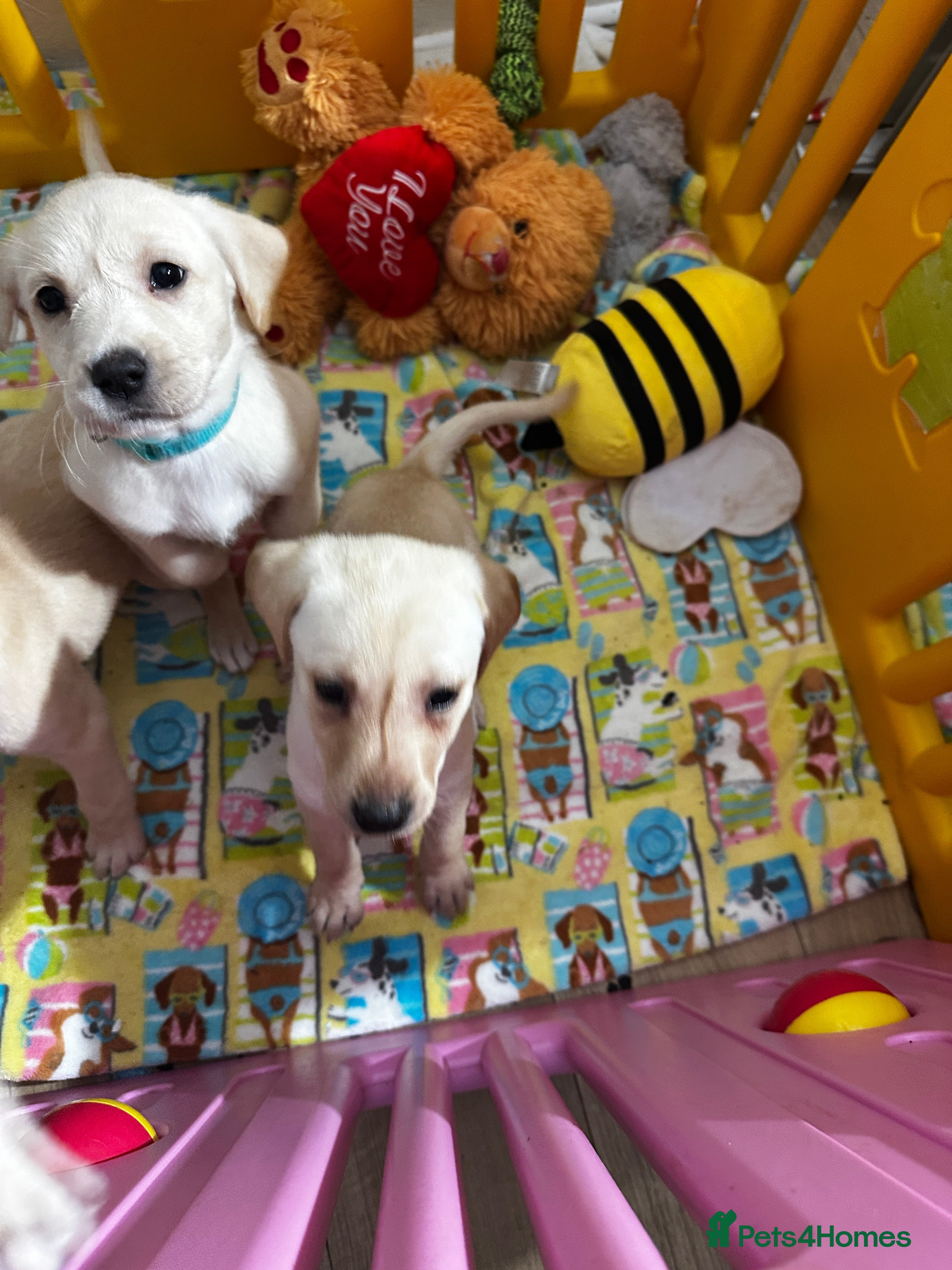 Labrador Retriever dogs 8 Adorable puppies looking for forever homes  - Advert 13