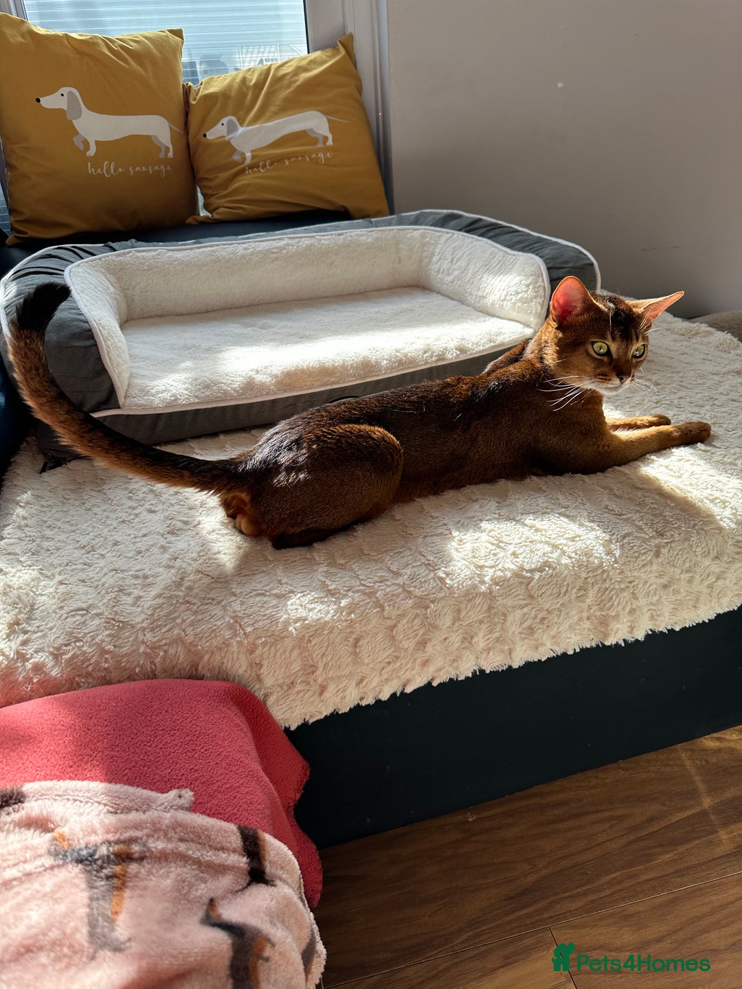 Abyssinian cats for stud: Champion line Aby boy for stud in Romford - Image 23