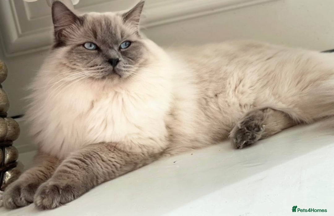 Ragdoll cats for sale: PEDIGREE RAGDOLL KITTENS FROM GCCF REGISTERED - Image 4
