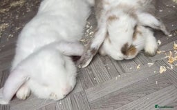 French Lop rabbits for sale: Two French lops bunny’s for sale  - Image 4