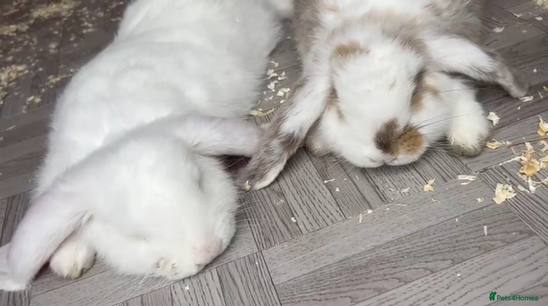 French Lop rabbits for sale: Two French lops bunny’s for sale  - Image 4