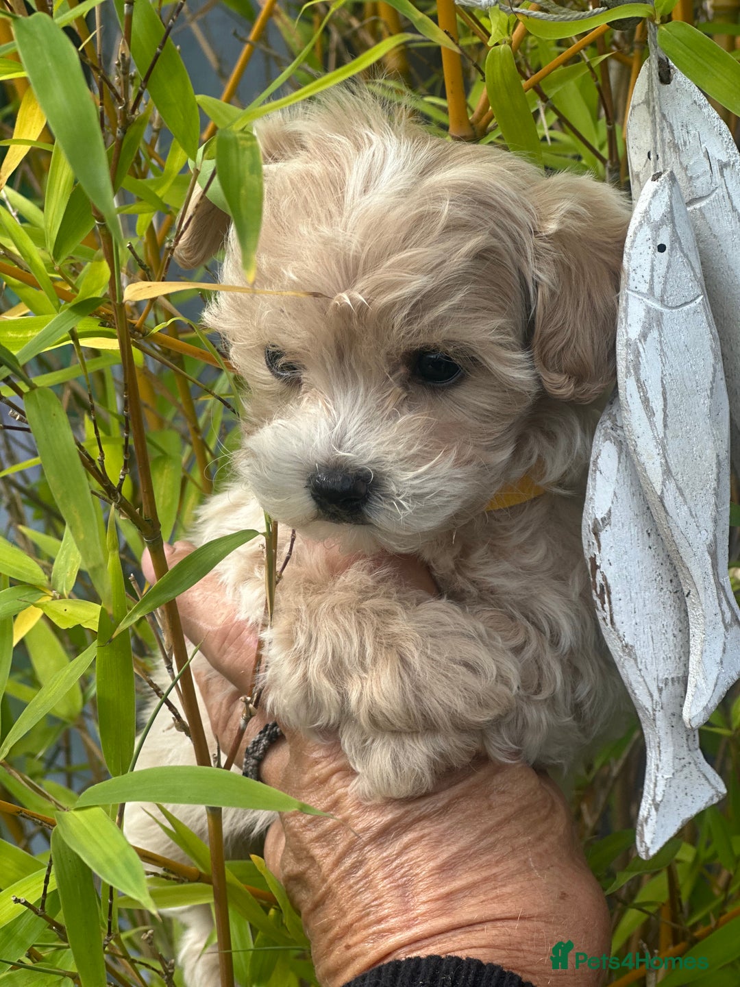 Maltipoo dogs for sale: F1 maltipoo - Image 21