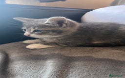 Mixed Breed cats for sale: Kittens - Image 11