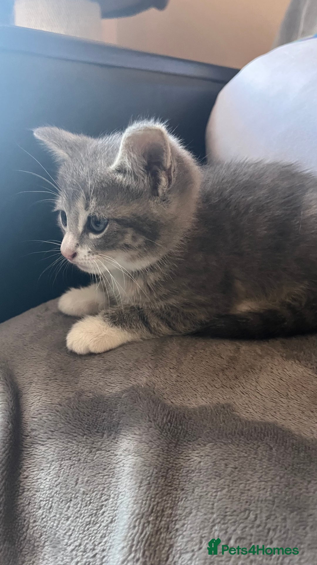 Mixed Breed cats for sale: Kittens - Image 11