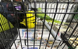 Parrots birds for sale: Parakeet parrot for sale - Image 7