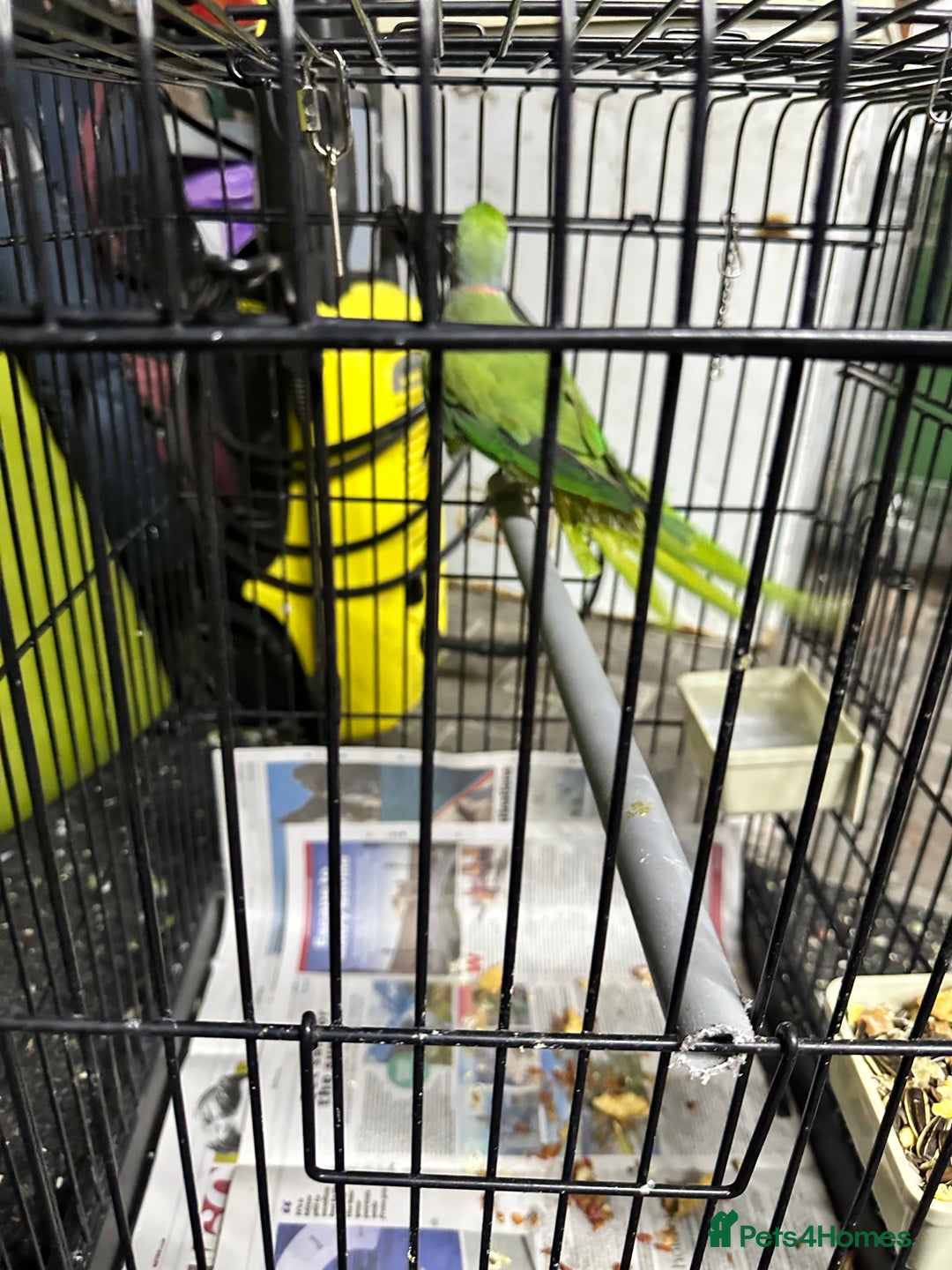 Parrots birds for sale: Parakeet parrot for sale - Image 7