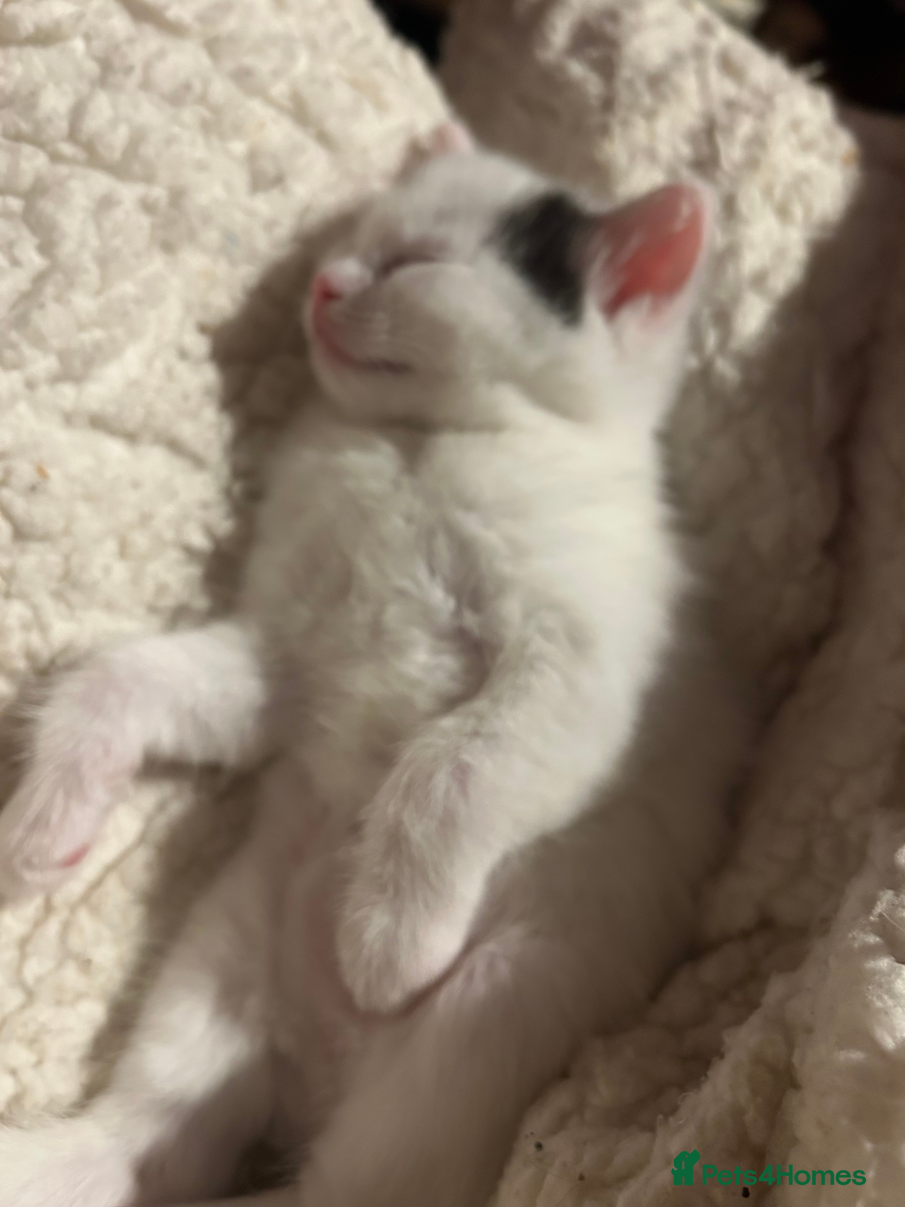 Ragdoll cats Ragdoll x purebred mother  - Advert 20