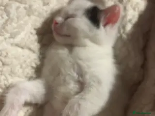 Ragdoll cats Ragdoll x purebred mother - Advert 20