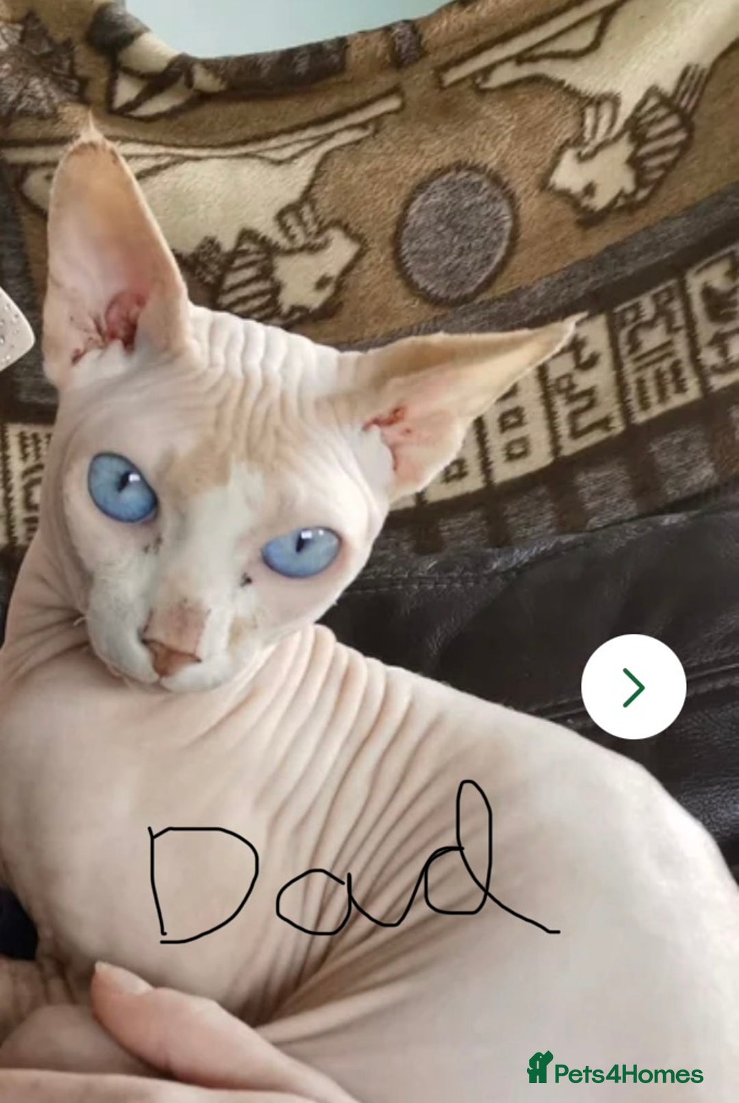 Sphynx cats for sale: Elf Sphynx - Advert 12