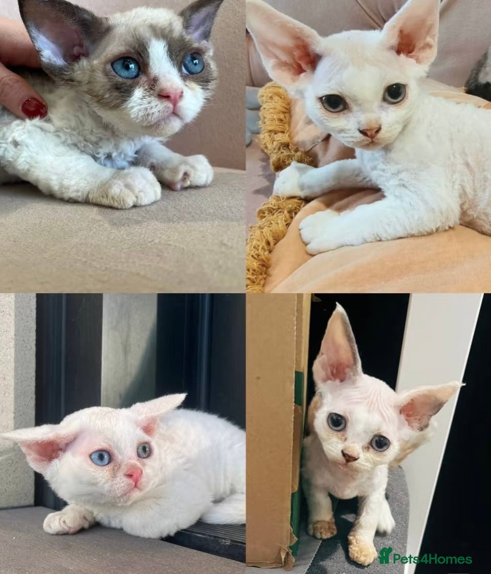 Devon Rex cats @London: Meet Our Beautiful Devon Rex Kittens - Advert 1