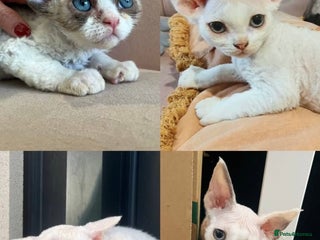 Devon Rex cats - Advert 3