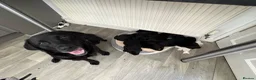 Goldador dogs for sale: 8 adorable goldadors  in Ledbury - Advert 9