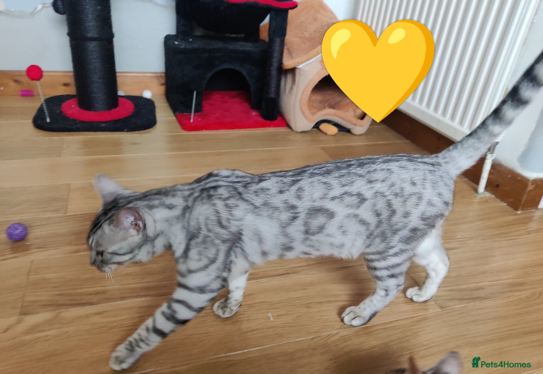 Bengal cats for sale: Only 2 boys left in Saint Helens - Image 5