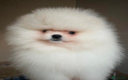 Pomeranian dogs for sale: Pomeranian white - Image 10