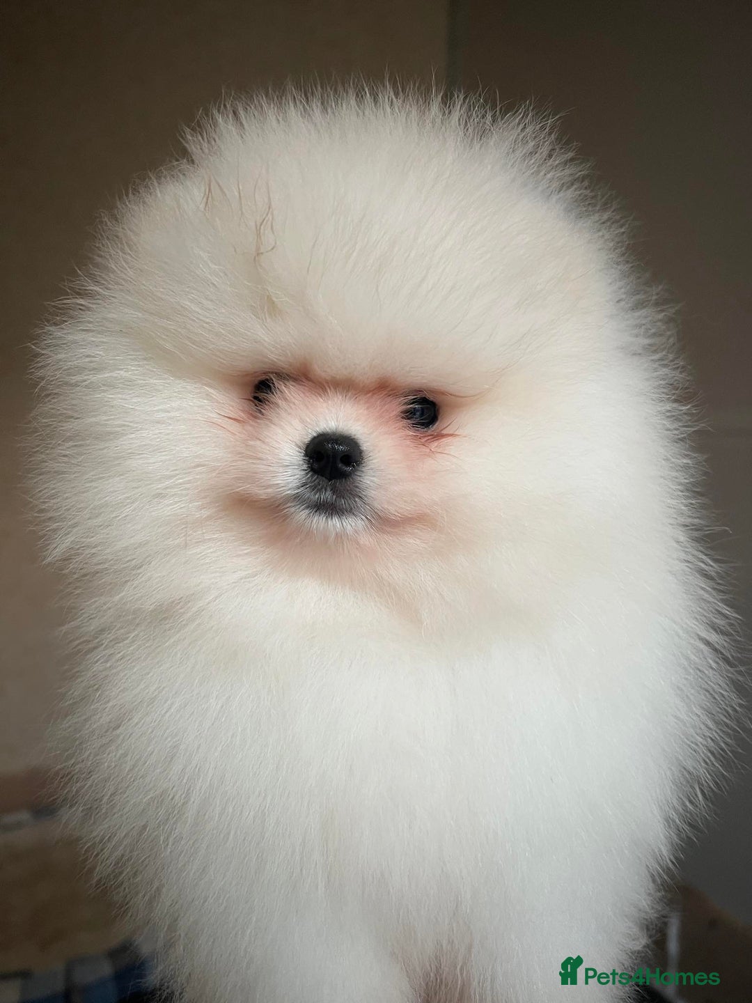 Pomeranian dogs for sale: Pomeranian white - Image 10