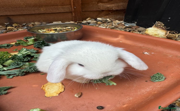 Mini Lop rabbits - Advert 1