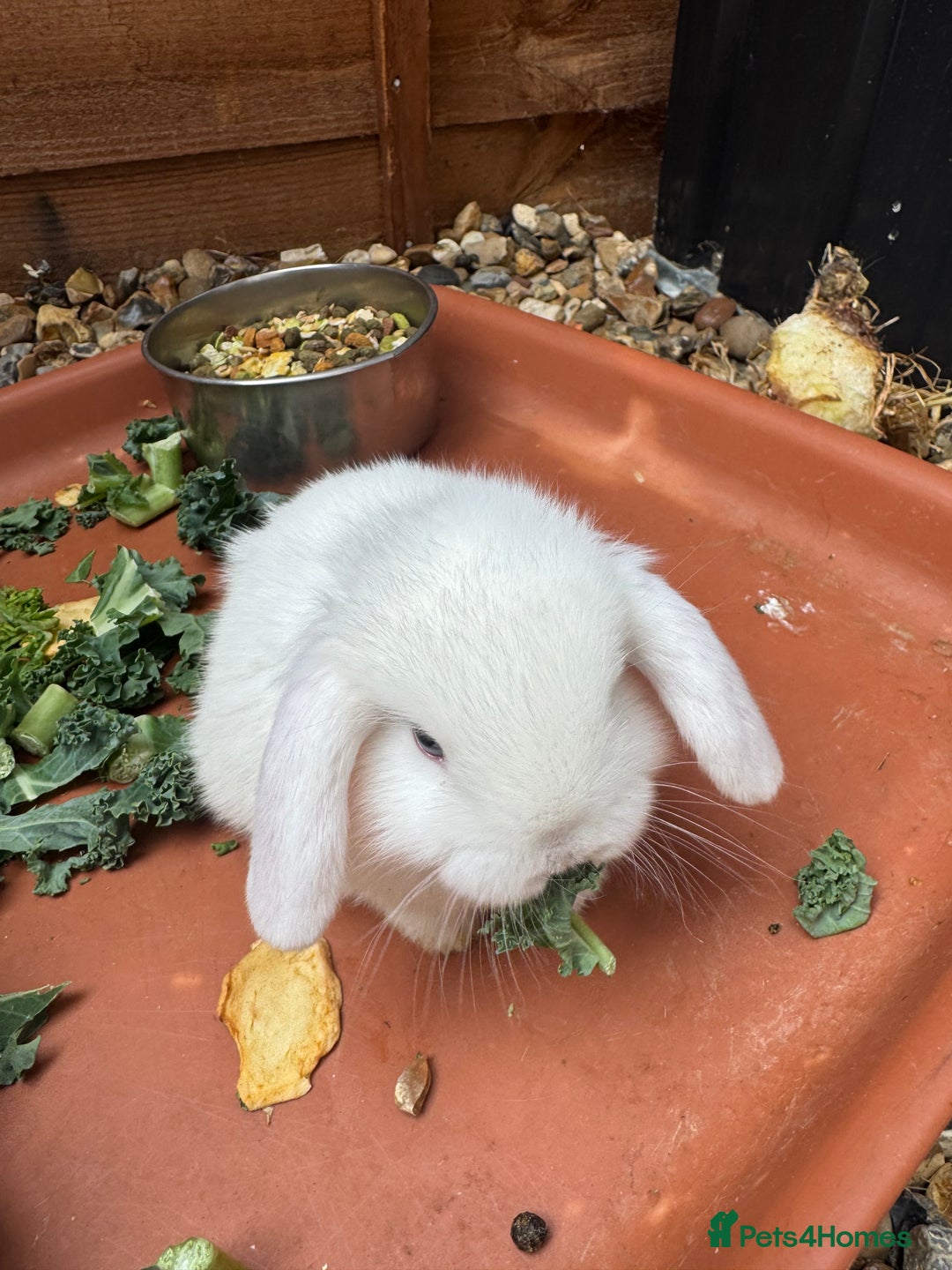 Mini Lop rabbits for sale: Baby mini lops  - Image 1