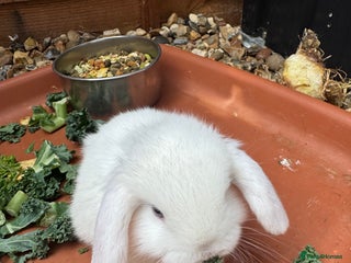 Mini Lop rabbits Baby mini lops - Advert 1