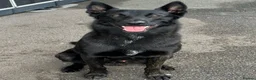 Belgian Shepherd Dog dogs for sale: Belgian Malinois x Dutch Puppies in Rotherham - Advert 10