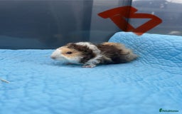 Guinea Pig rodents for sale: Baby guinea pigs  - Image 6