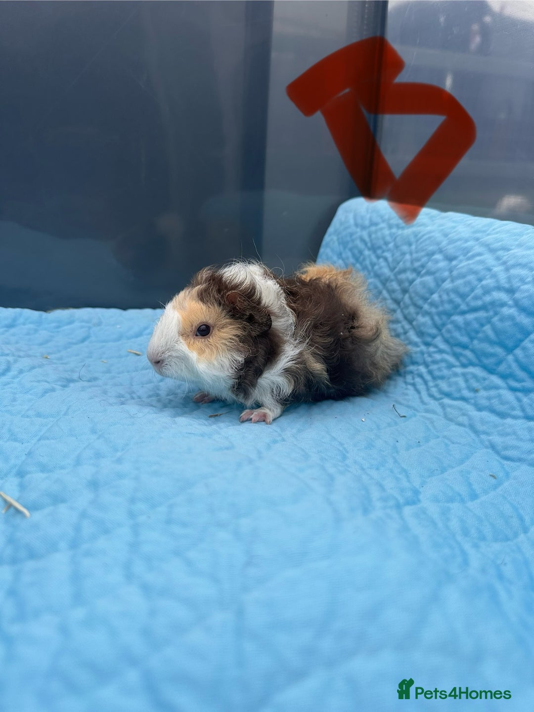 Guinea Pig rodents for sale: Baby guinea pigs  - Image 6