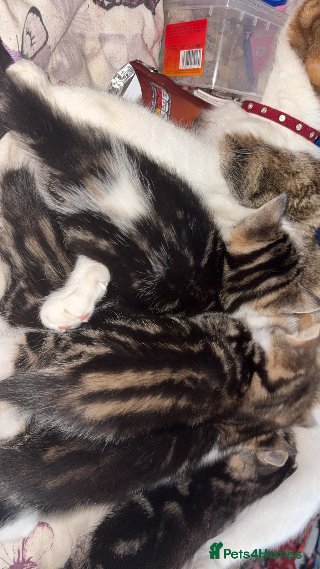 Mixed Breed cats for sale: Five tabby shorthair and longhair kittens - Advert 2