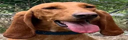 Mixed Breed dogs for adoption: Rubia in Penryn - Advert 7